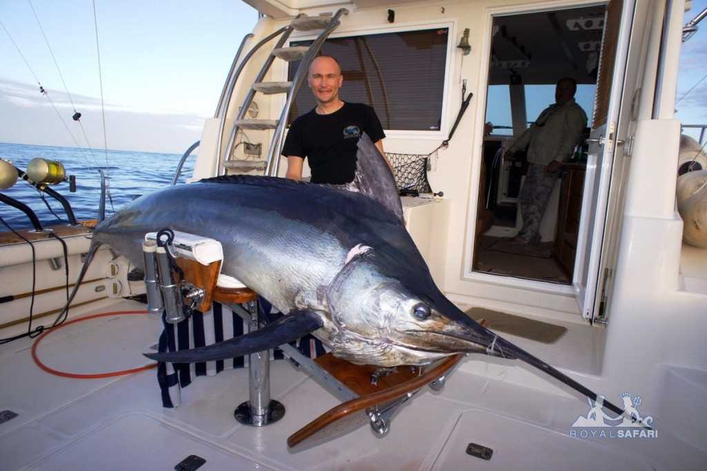 Марлин рыба фото