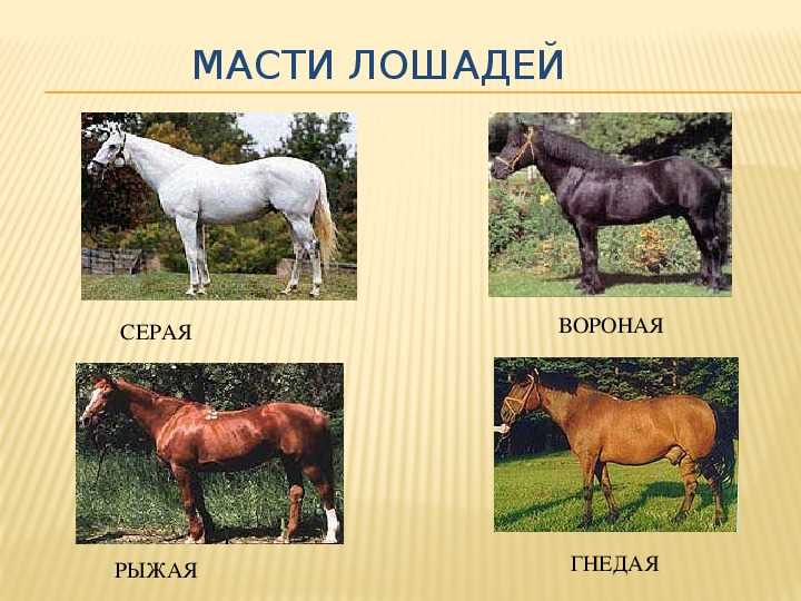 Масти лошадей фото и название