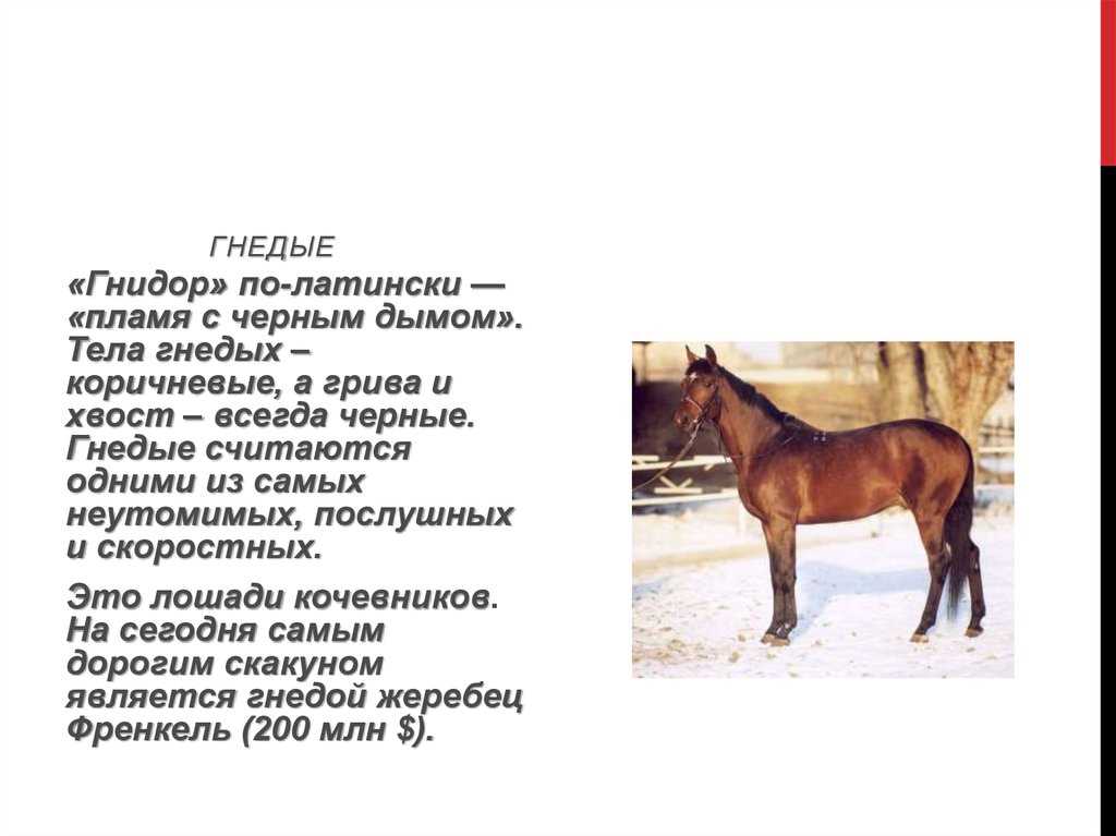 Фотографии каждого типа масти