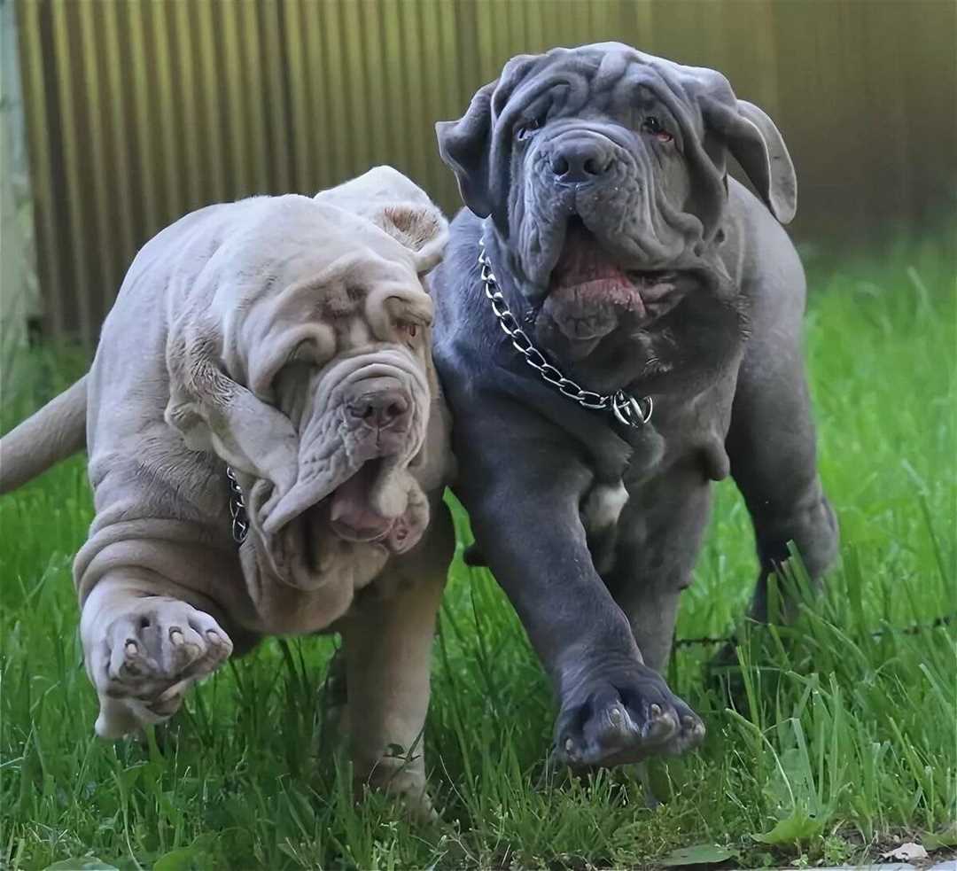 Описание породы