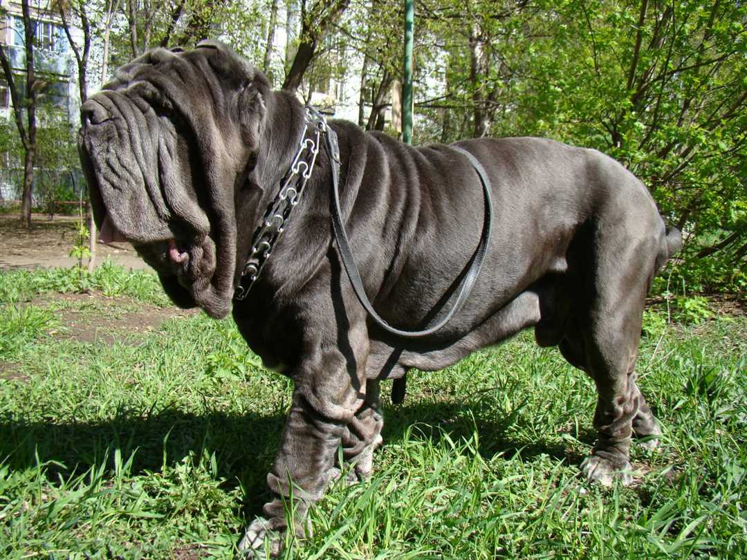 Мастино неаполитано фото: породистые красавцы от питомника Мастино неаполитано фото