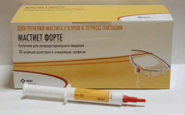 Мастит у кошки: симптомы, лечение и профилактика