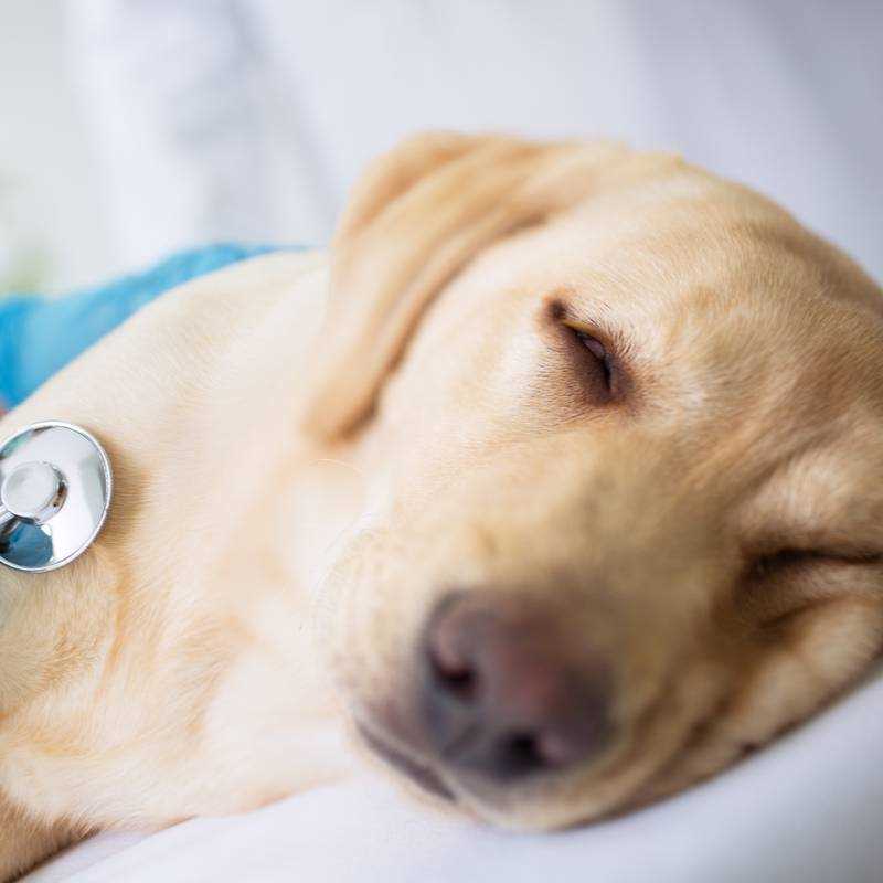 Мастит у собак: причины, симптомы, лечение