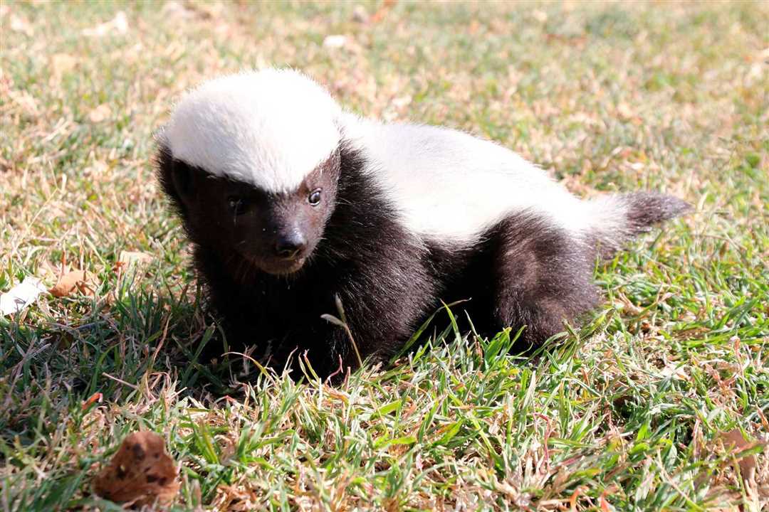 Барсук медоед видео