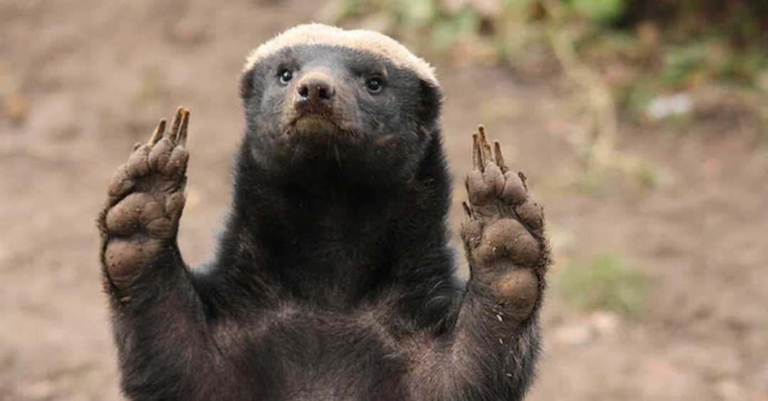 Медоед животное фото