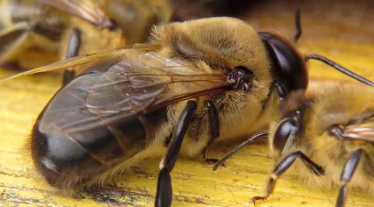 Медоносная пчела: домашнее или дикое животное? Все, что нужно знать Медоносная пчела: домашнее или дикое животное? Все, что нужно знать