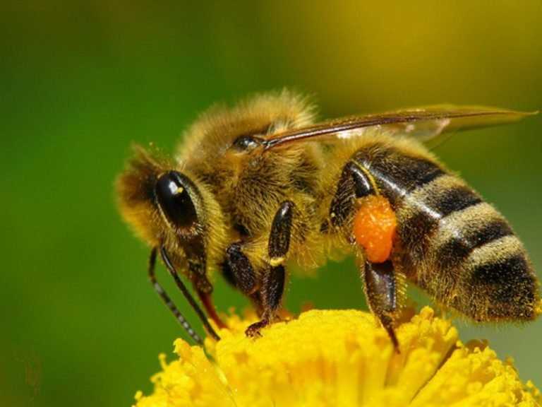 Чем грозит исчезновение медоносной пчелы
