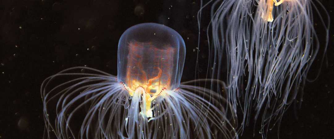 Фото медузы-осы: узнайте больше о самой ядовитой медузе в мире Медуза оса фото