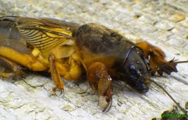 Медведка: фото и описание, советы по борьбе | Справочник садовода