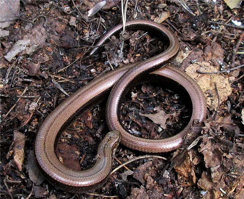 Медянка змея ядовитая или нет Медянка змея ядовитая или нет