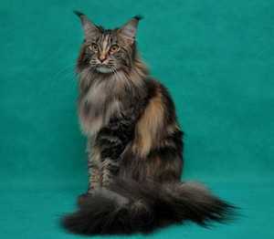 Физические характеристики