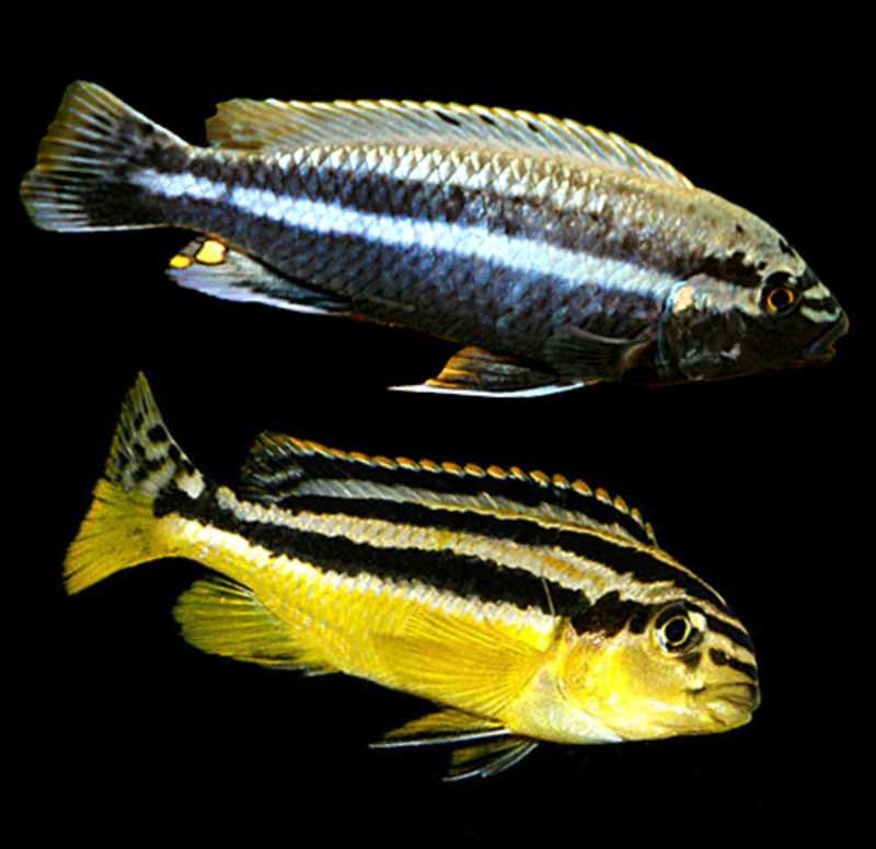 Меланохромис ауратус фото