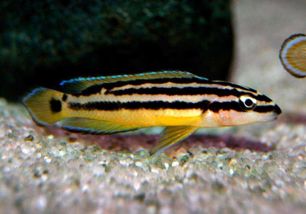 5. Уход и обслуживание