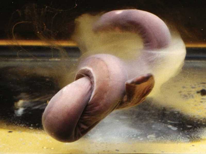 Миксина выделяет слизь у Зверят
