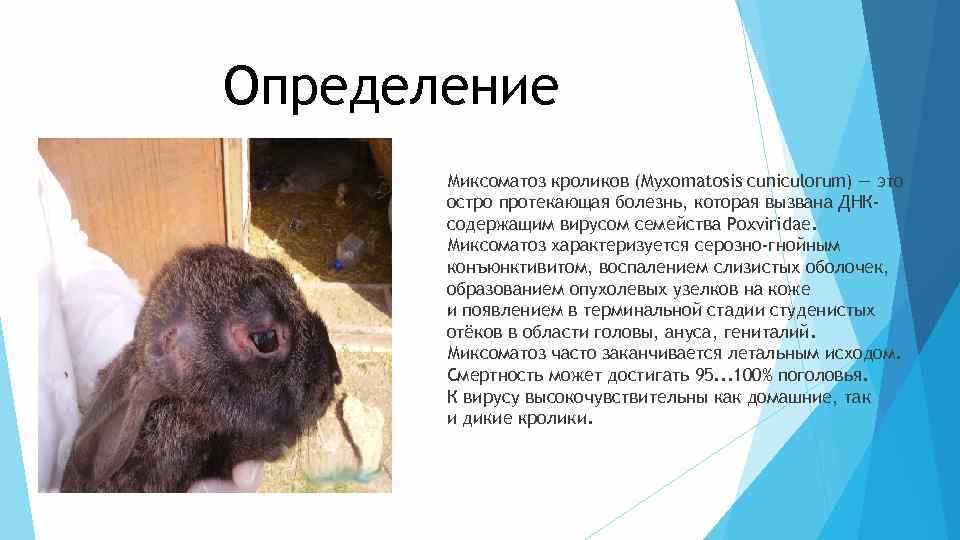 Миксоматоз у кроликов: симптомы, лечение и профилактика