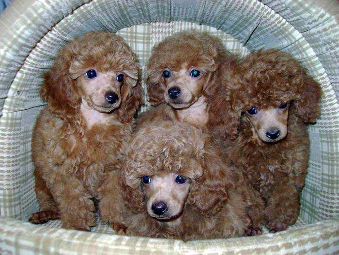 Агрессивное поведение