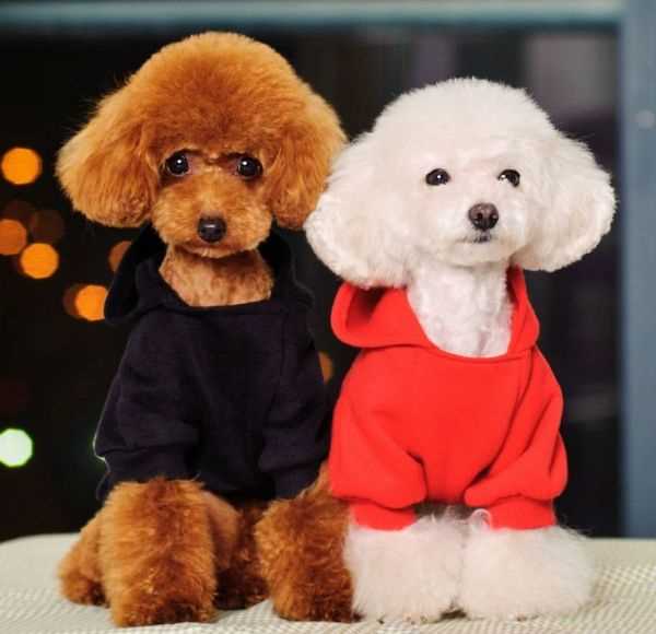  Ежедневная чистка шерсти и глаз 