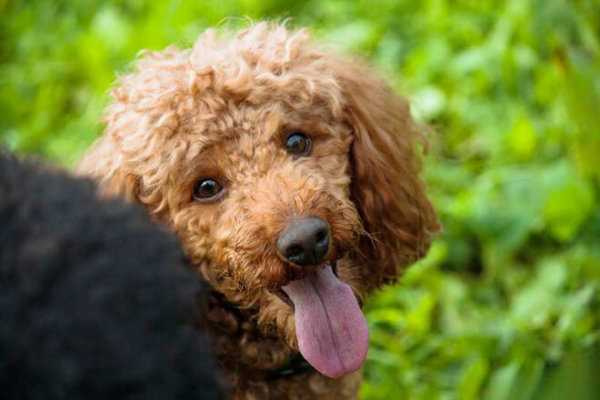 Минусы породы той пудель: что нужно знать перед покупкой