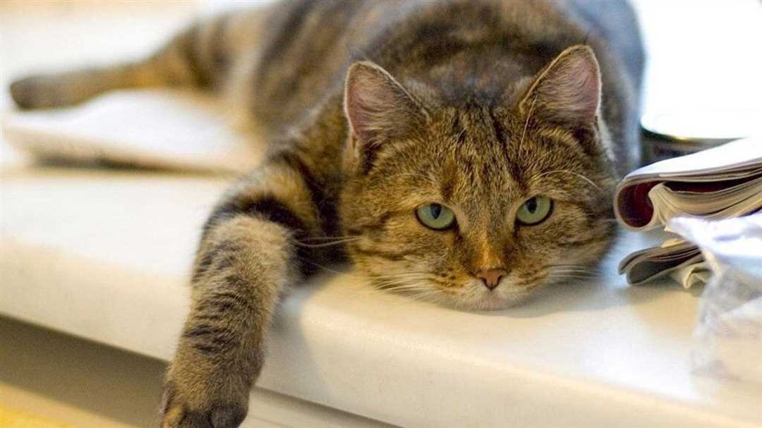 Мочекаменная болезнь у котов: причины, симптомы и методы лечения