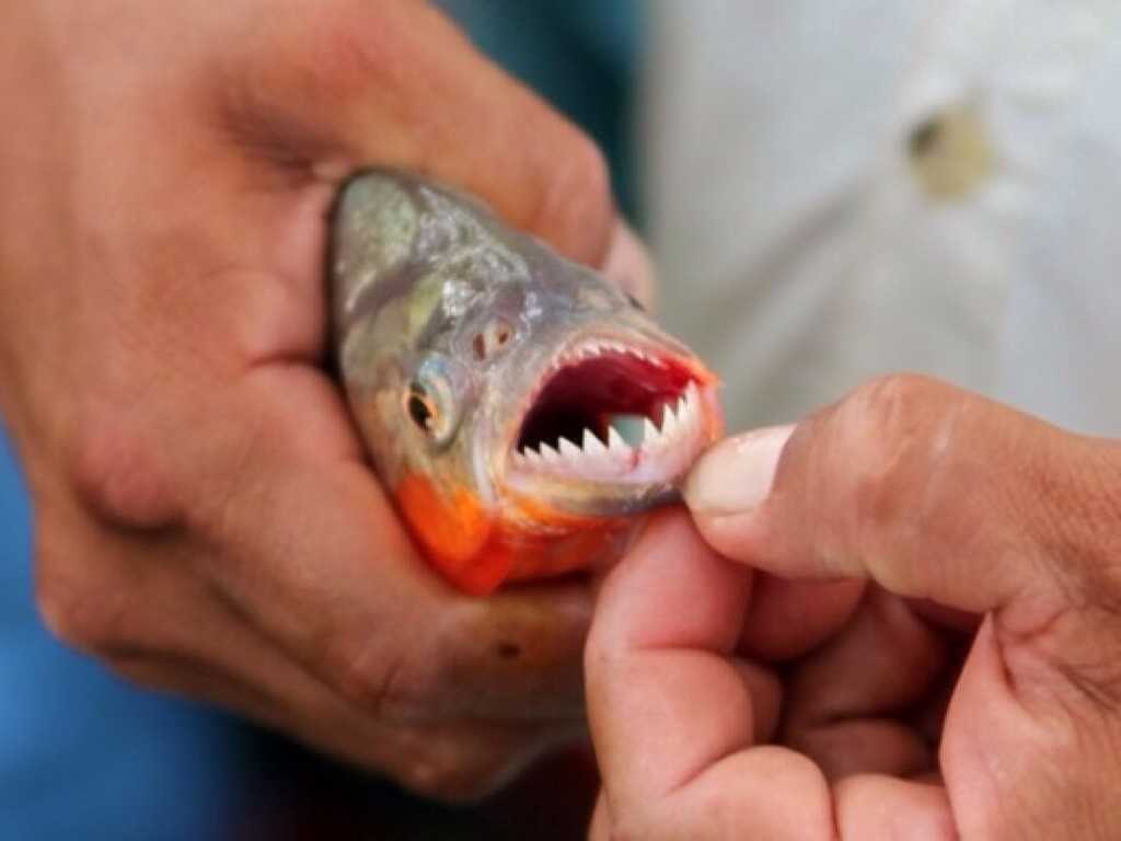 Заключение: