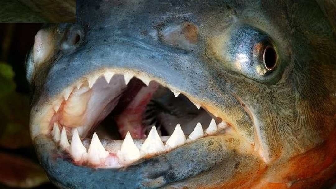 Можно ли есть пиранью?