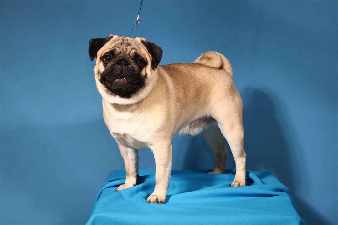 Мопс фото собаки: идеальный питомец для дома Мопс фото собаки: идеальный питомец для дома