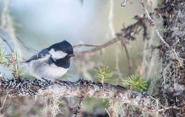 Московка птица фото: как распознать и узнать ее особенности внешнего вида