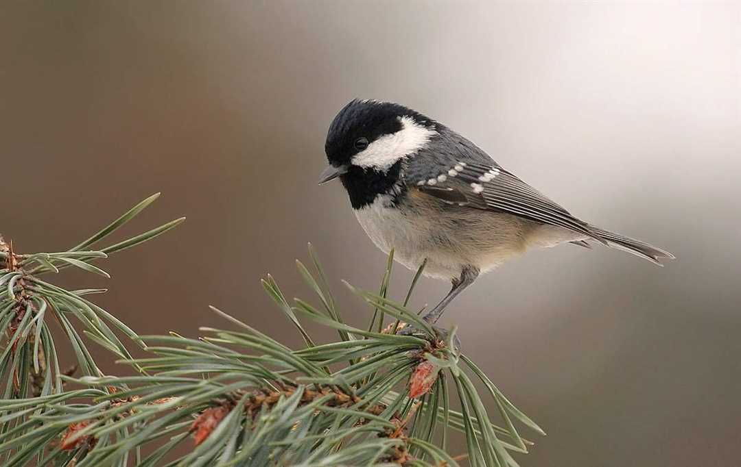 Московка птица фото Московка птица фото