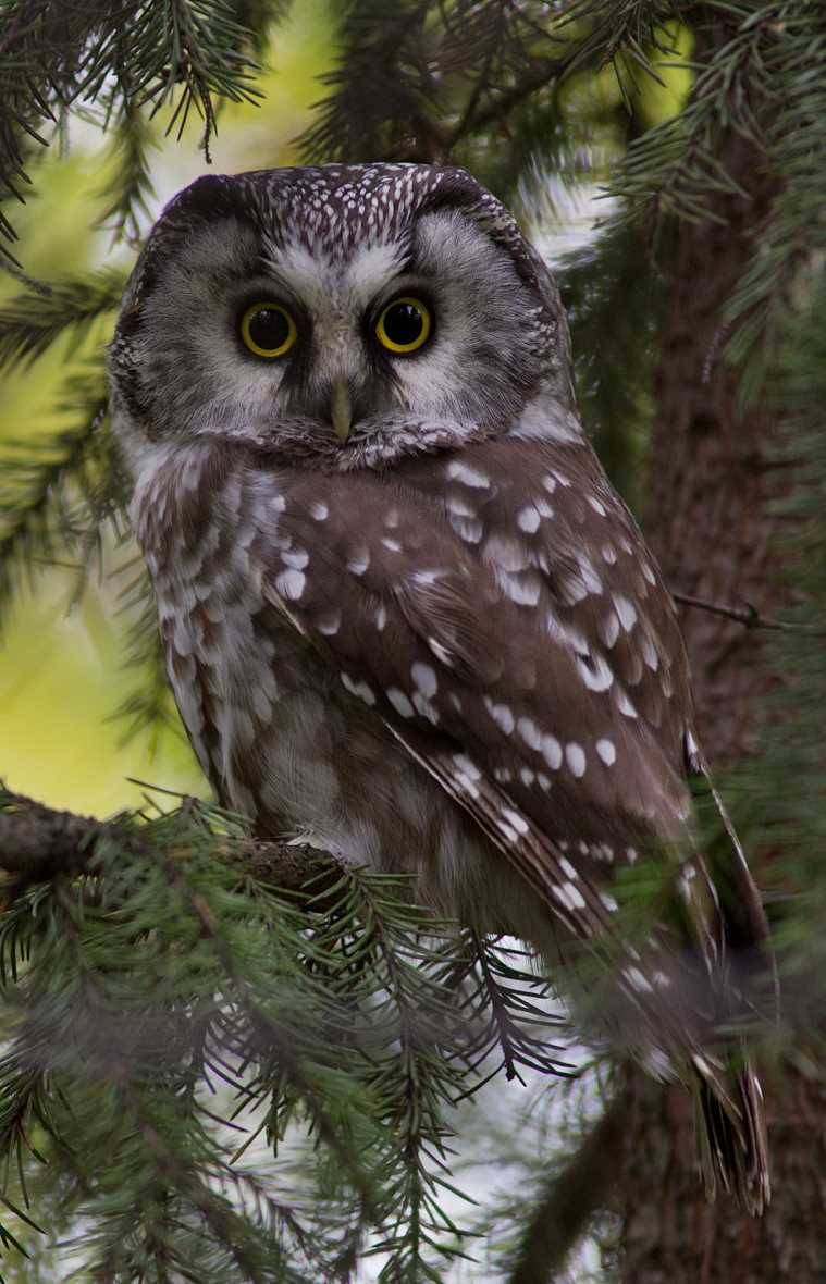 1. Защитный окрас