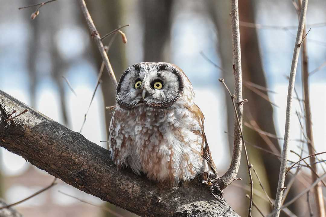 Мохноногий сыч фото: красота дикой природы в объективе