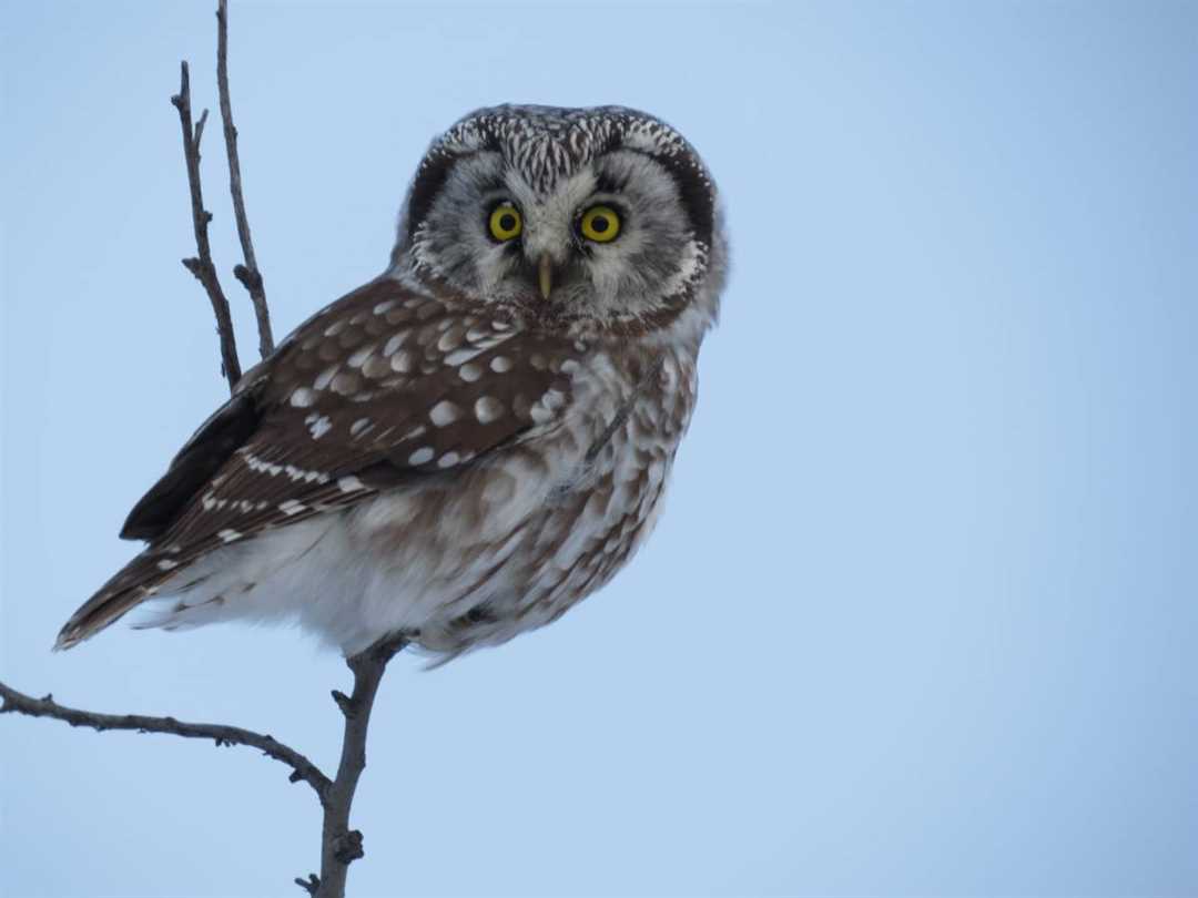 Фотографии мохноногого сыча: красота дикой природы