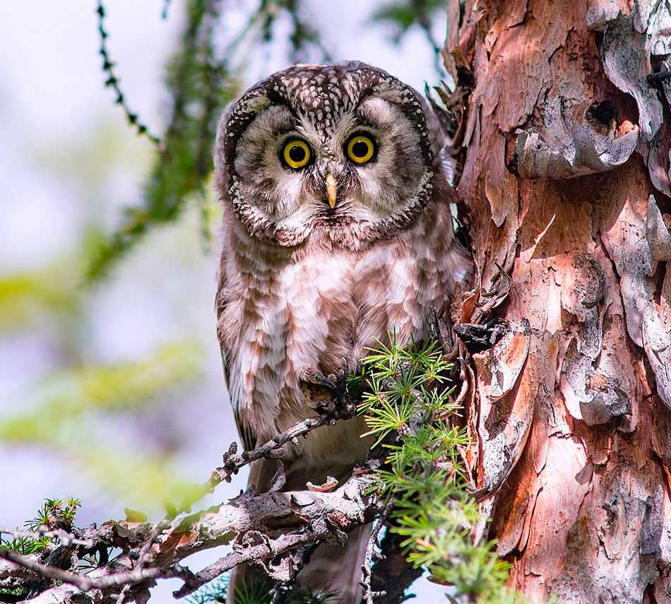 Мохноногий сыч: фото, описание, особенности Мохноногий сыч фото