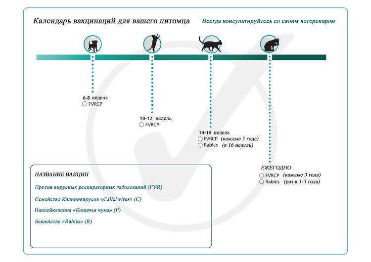 Мультифел 4: подробная инструкция для кошек Мультифел 4: подробная инструкция для кошек