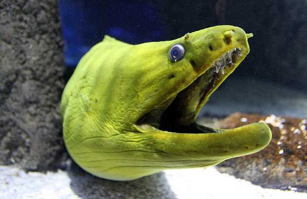 Мурена рыба: фото и описание разновидностей на нашем сайте