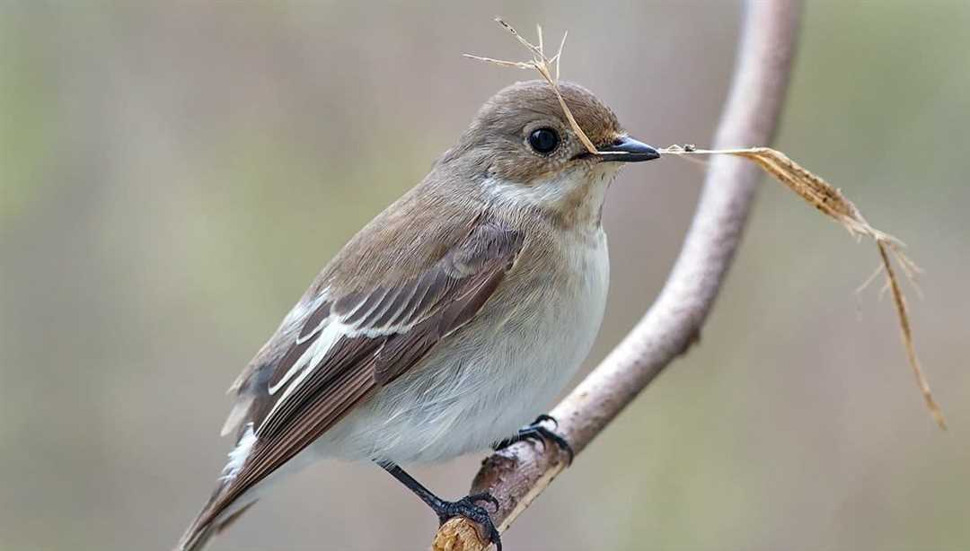 Описание птицы