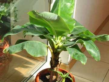 На чем выращивают бананы: особенности культуры и условия выращивания