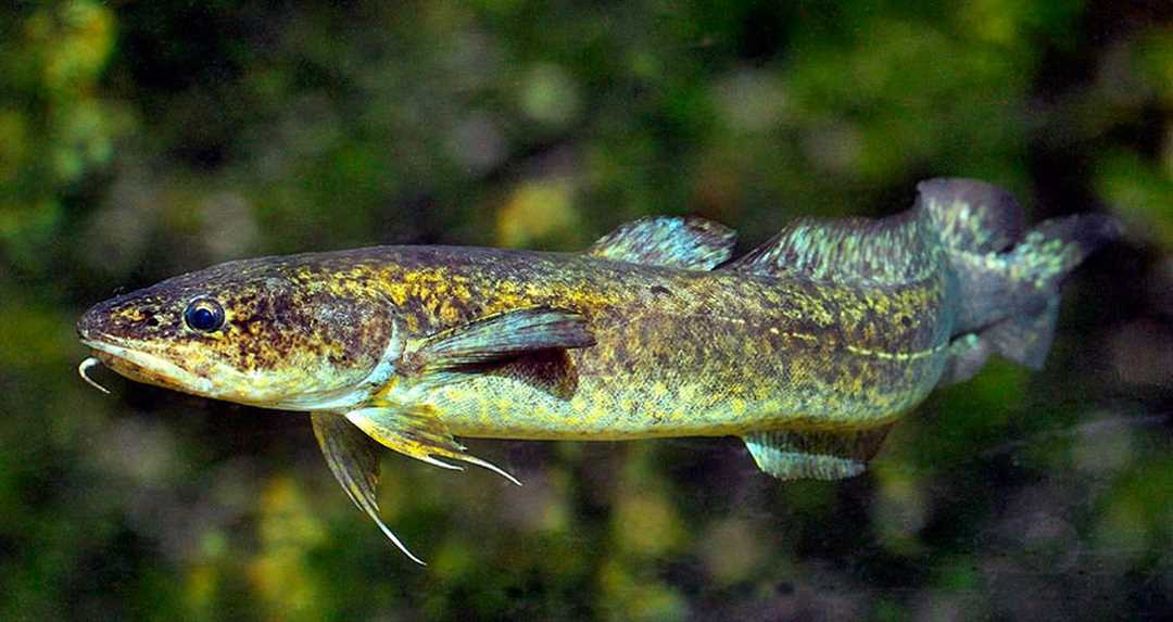 Налим фото рыба Налим фото рыба