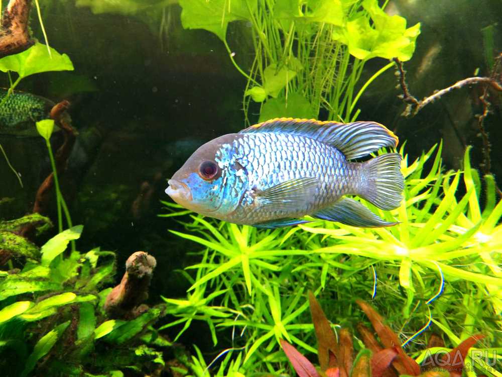 Уход за аквариумом с наннакарой неон