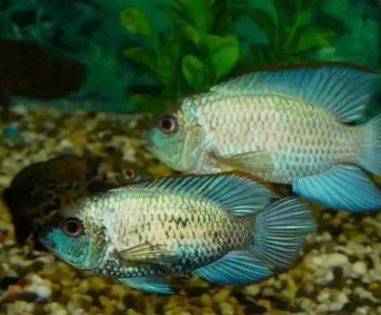 Совместимость наннакары блю неон с другими обитателями аквариума