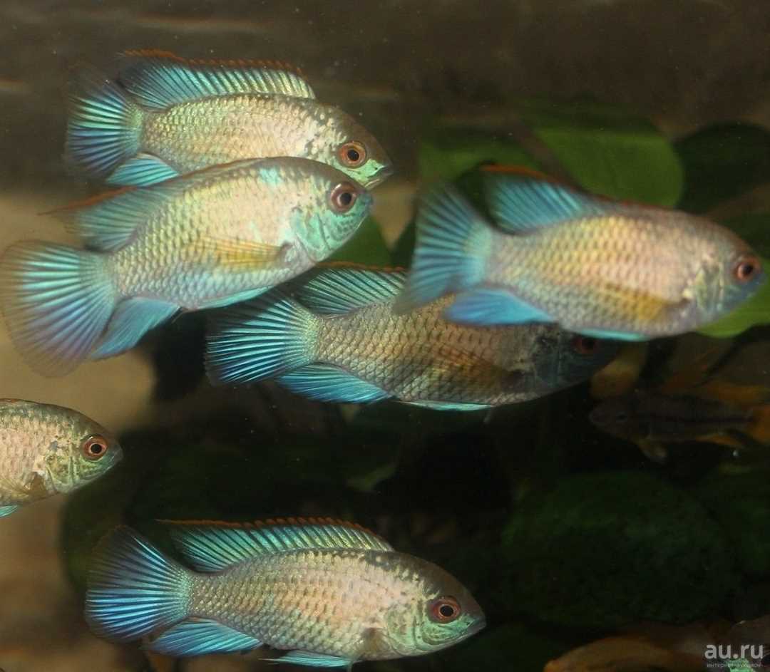 Совместимость с другими аквариумными рыбками