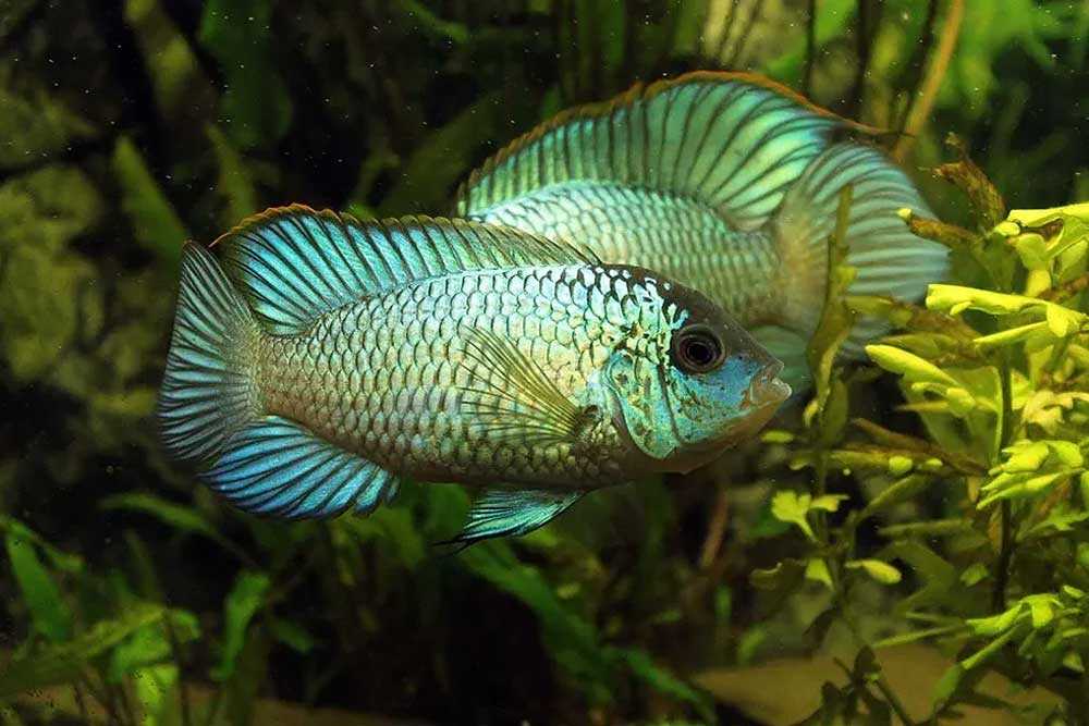 Наннакара блю неон