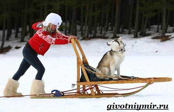 Нарты для ездовых собак: как выбрать, особенности и преимущества использования