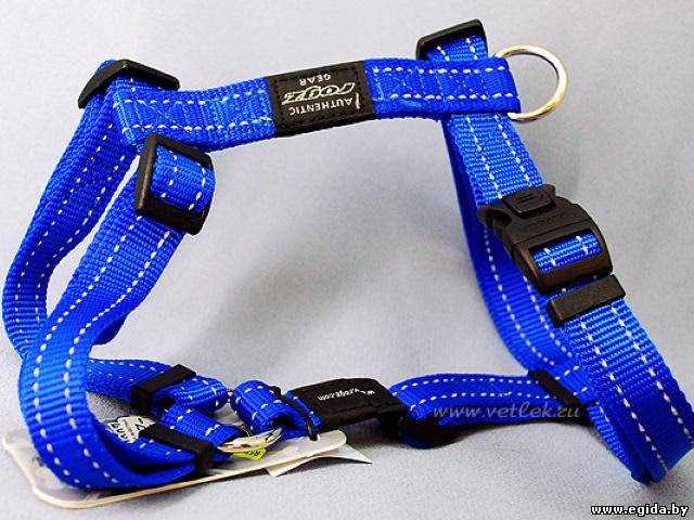 Укрепление связи между собакой и хозяином