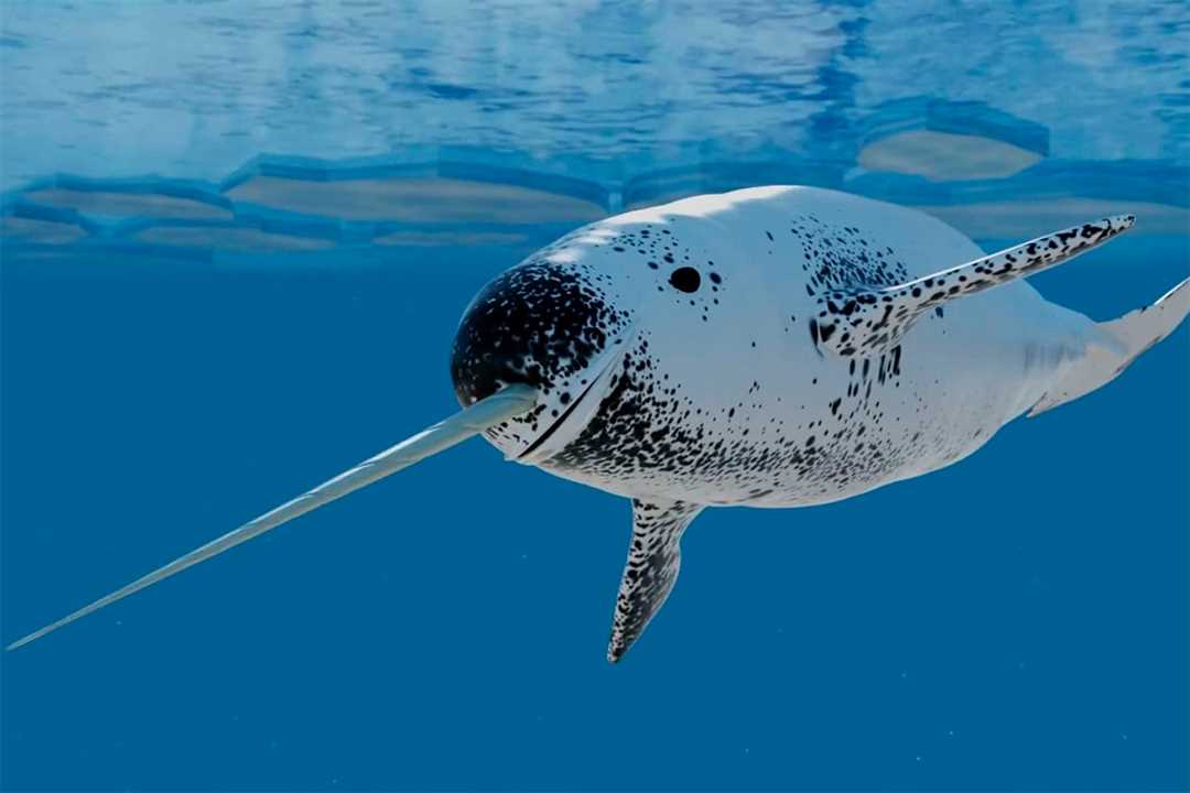 На рвал: где обитает и как выглядит