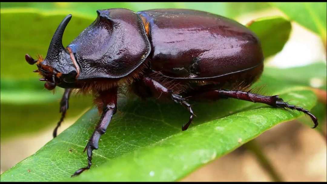 Фото насекомых с названиями