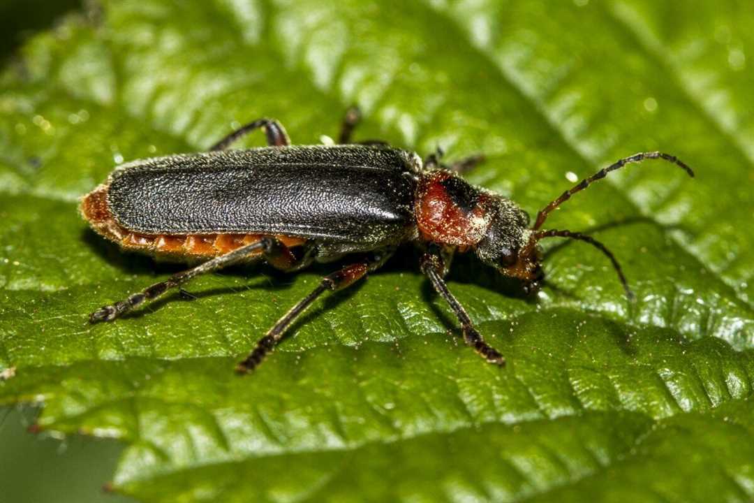 Насекомые: фото и названия Насекомые фото и названия