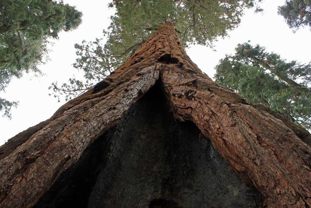 Гигантские деревья