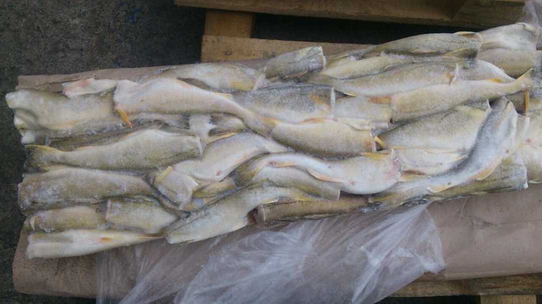 Навага в фотографиях: изучаем внешний вид рыбы