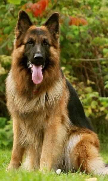 Немецкая овчарка: история, описание породы, особенности содержания и ухода Немецкая овчарка: история, описание породы, особенности содержания и ухода
