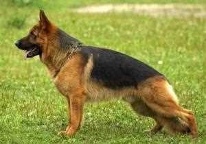 Уход за шерстью и кожей